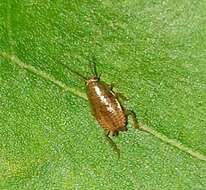 Image of tawny cockroach