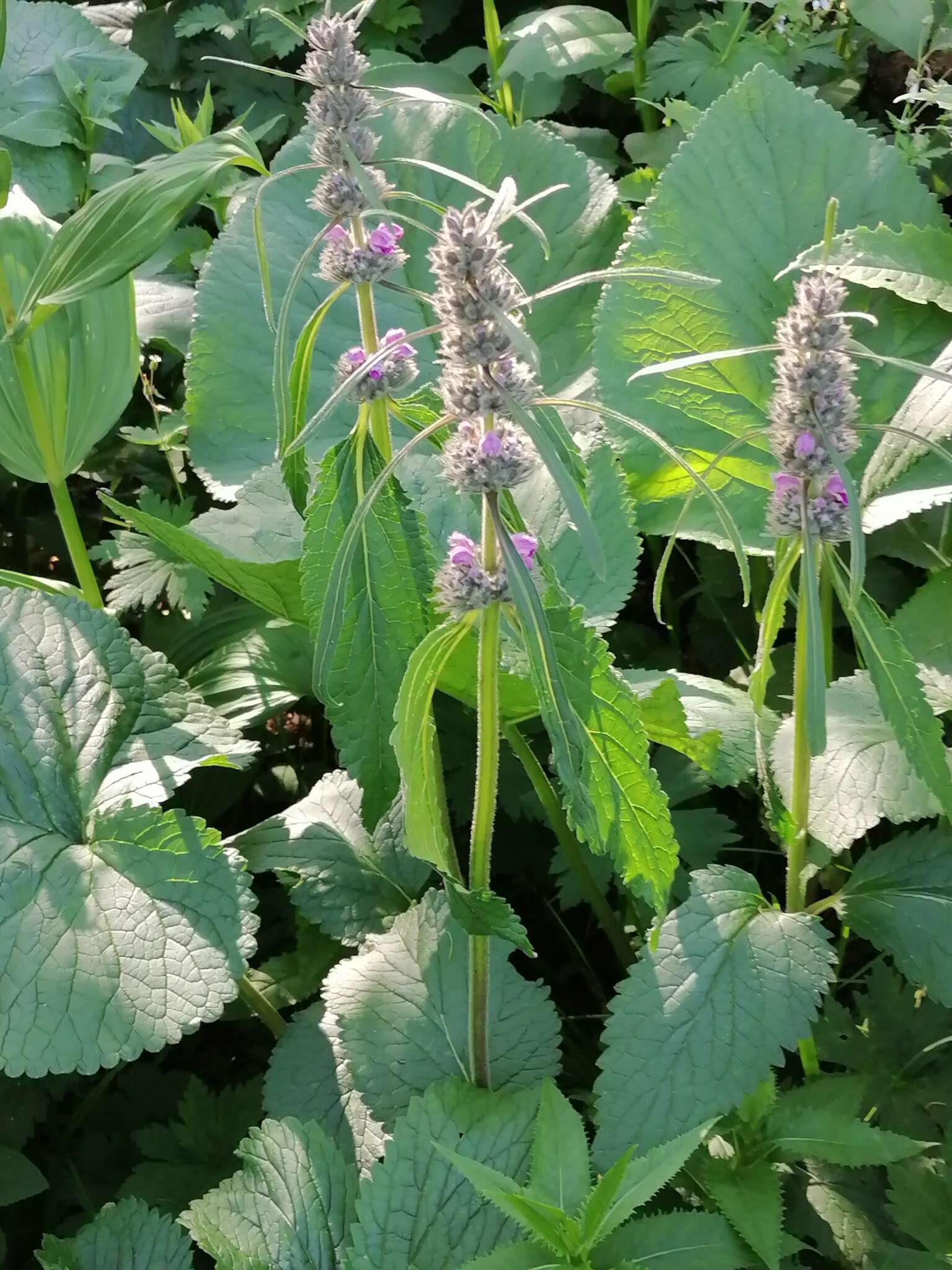 Imagem de Phlomoides alpina (Pall.) Adylov, Kamelin & Makhm.