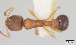 Image of Ant