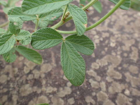 Image of Eriosema parviflorum subsp. parviflorum