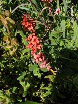 Plancia ëd Indigofera discolor Rydb.