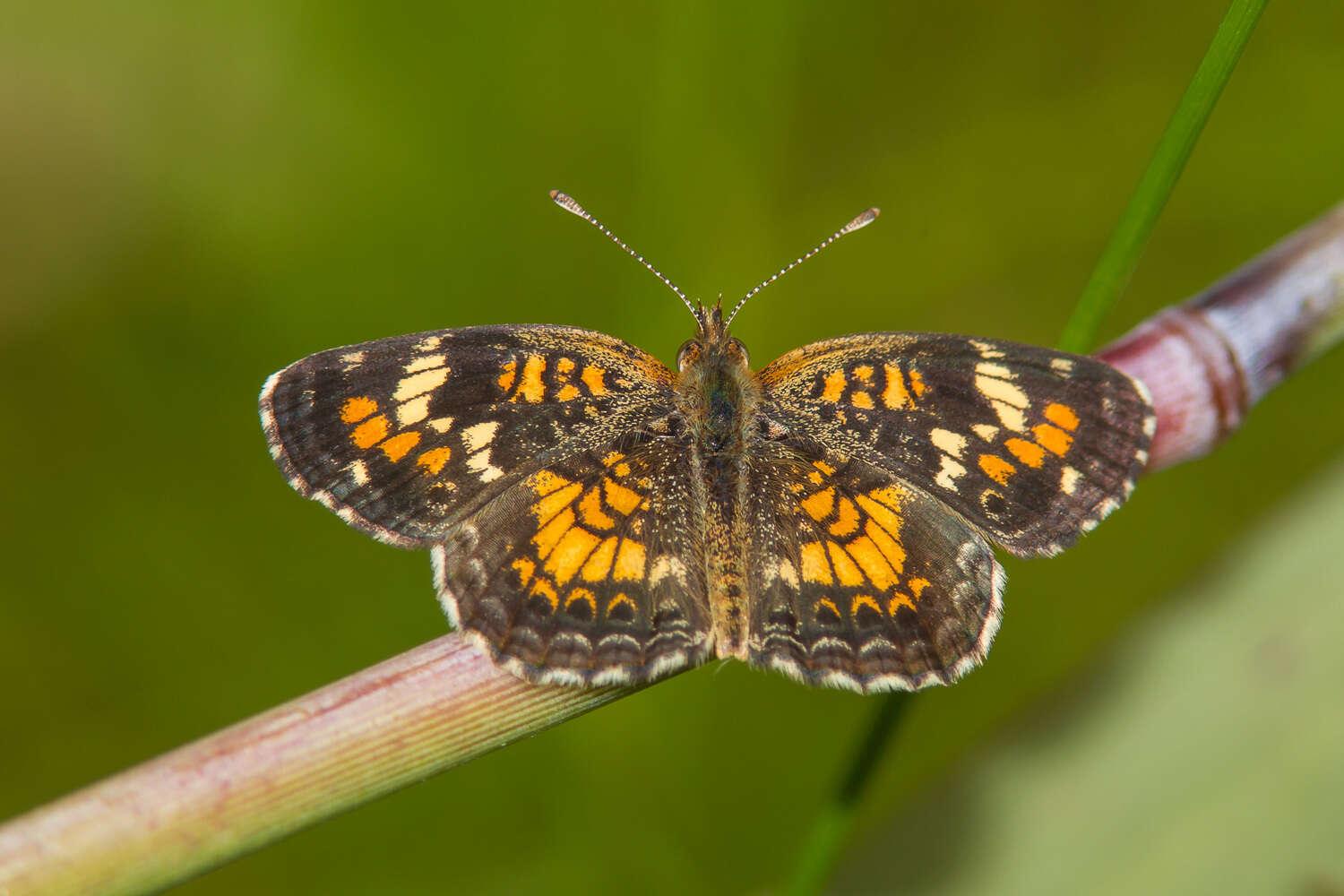 Image of Phaon Crescent