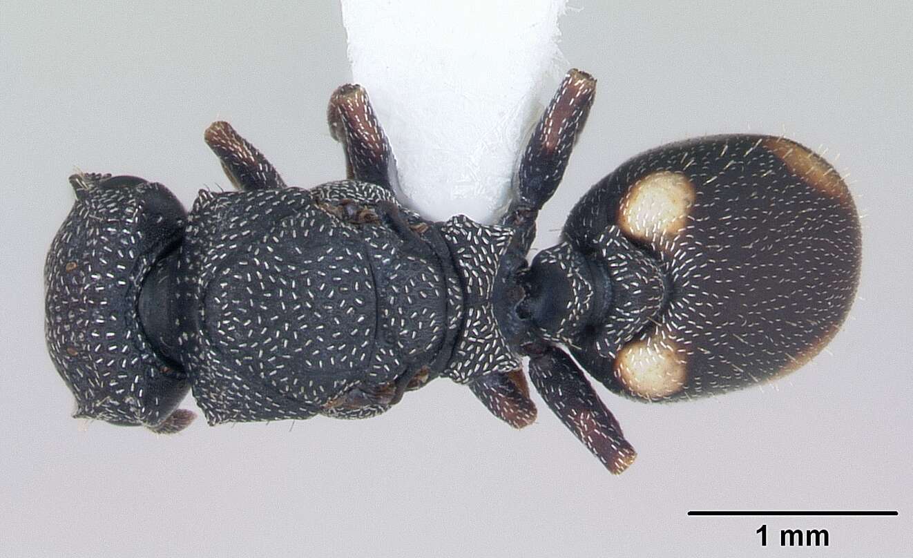 Cephalotes maculatus (Smith 1876) resmi