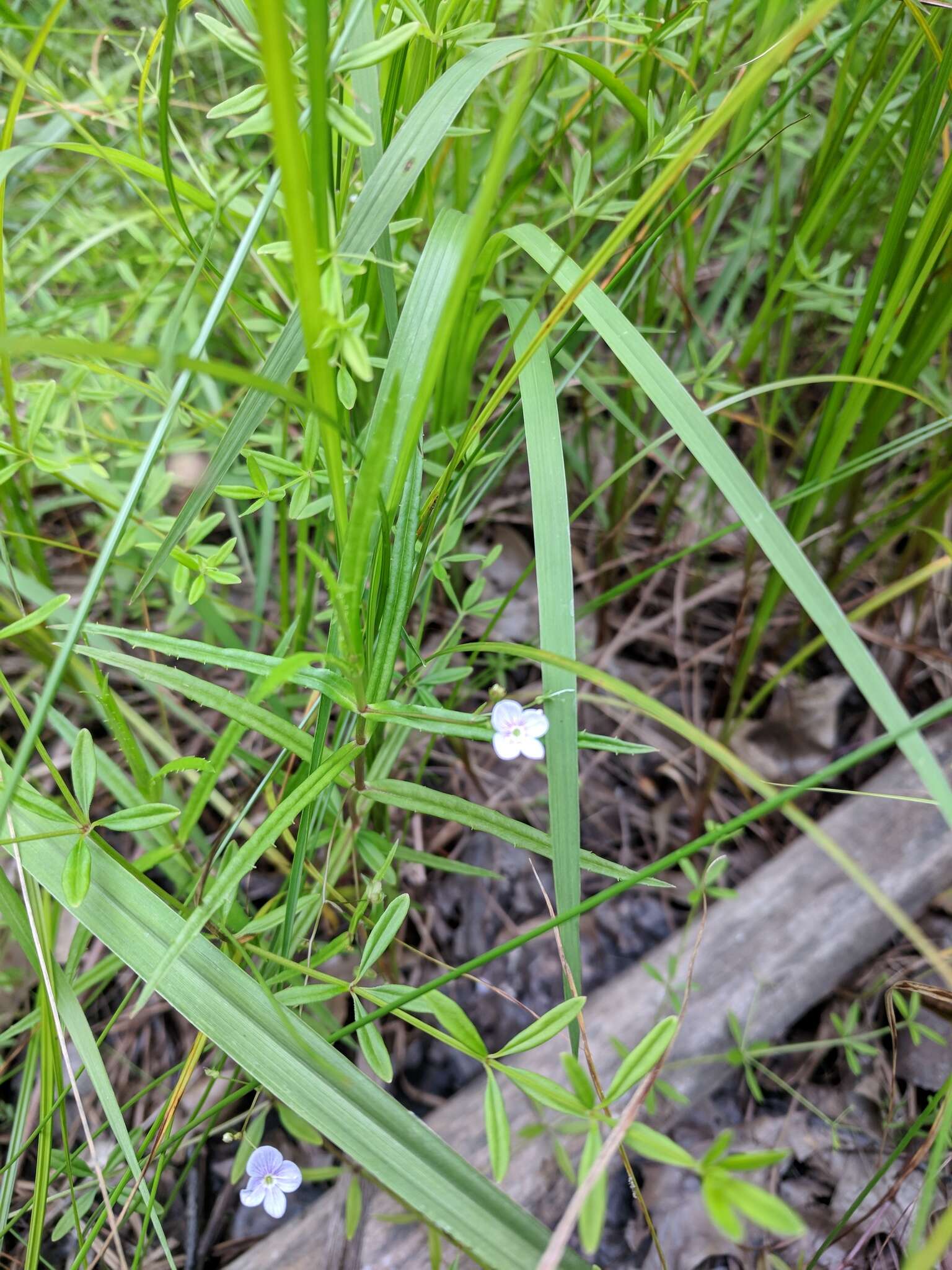 Image of Marsh Speedwell