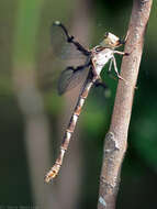 Image of Telephlebia tillyardi Campion ex Tillyard 1916