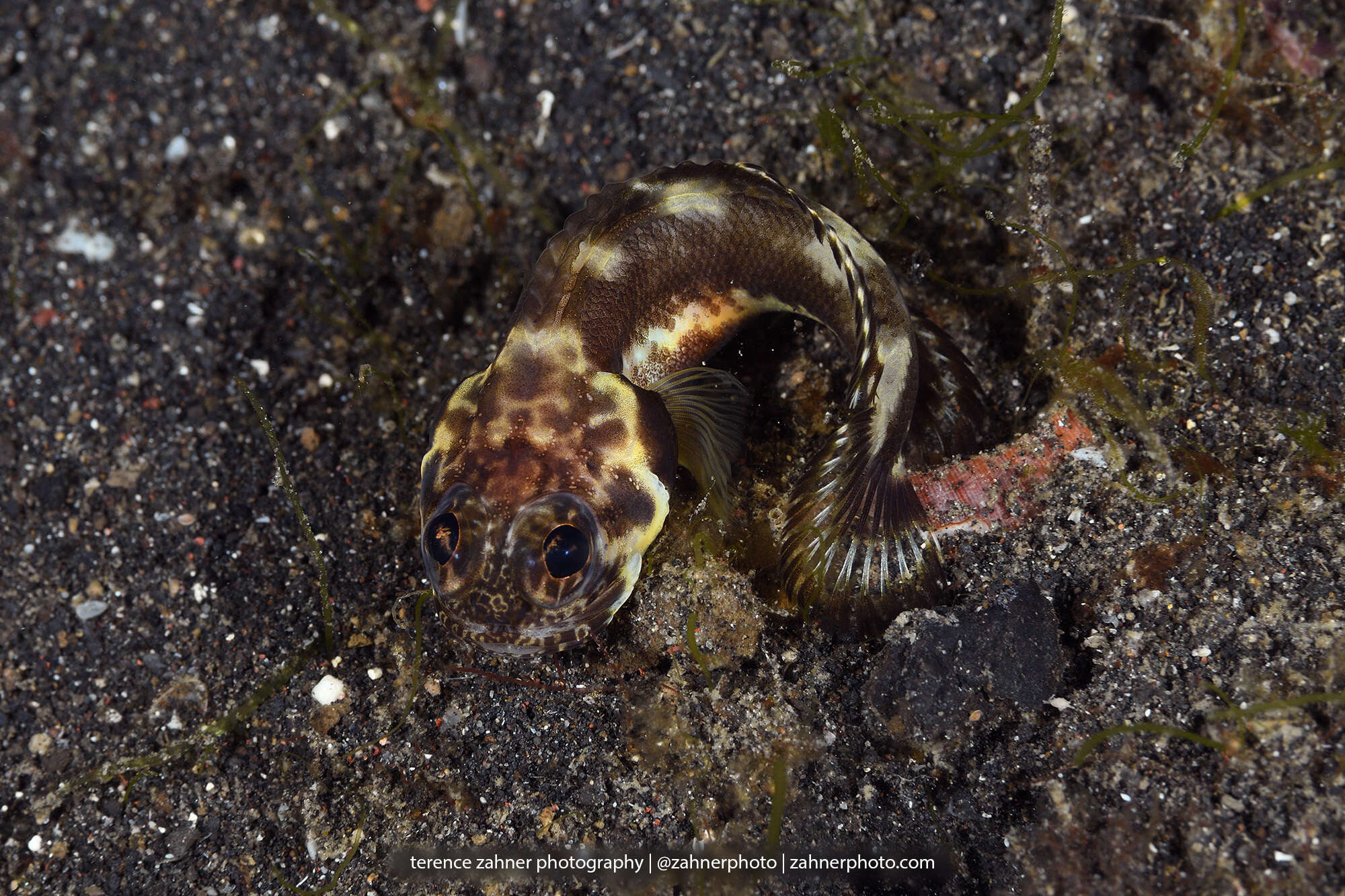 Image of Black-marble jawfish