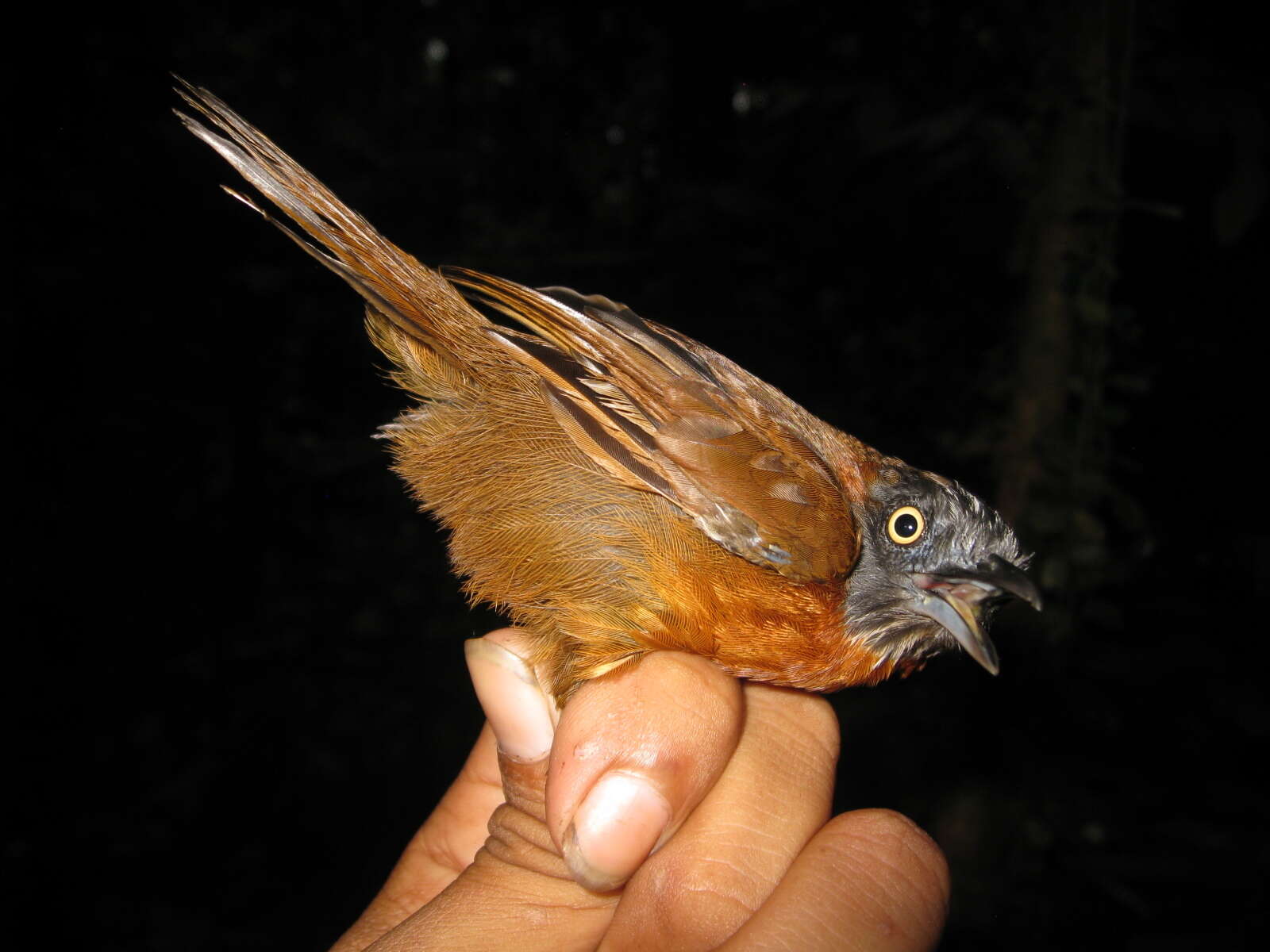 Image of Grey-headed Babbler