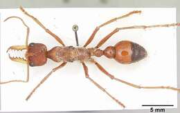 Image of Myrmecia gulosa (Fabricius 1775)