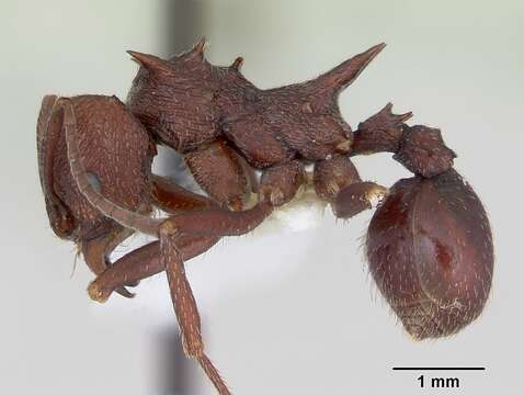 Image of Acromyrmex striatus (Roger 1863)