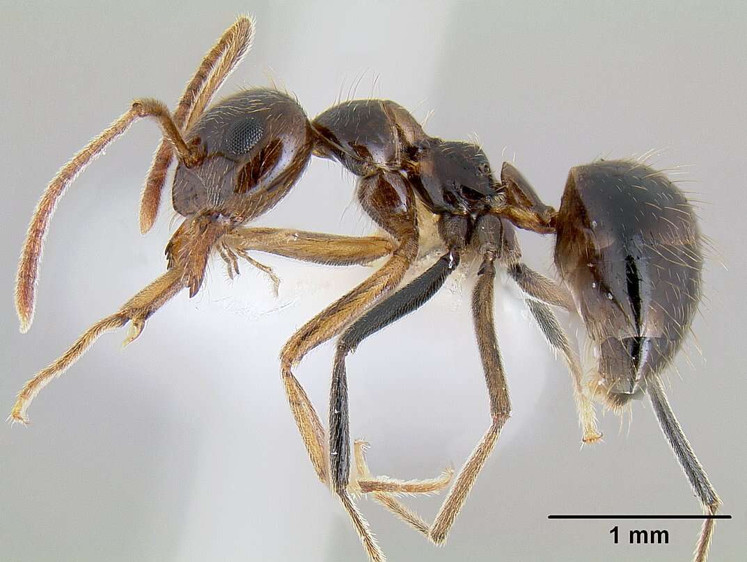 Image of False Honey Ant