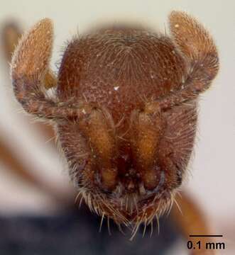 Image of Ant