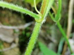 Image of Lamium flexuosum Ten.