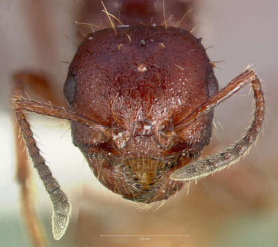 Image of Workerless inquiline ant