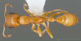 Image of Pseudomyrmex pallidus (Smith 1855)