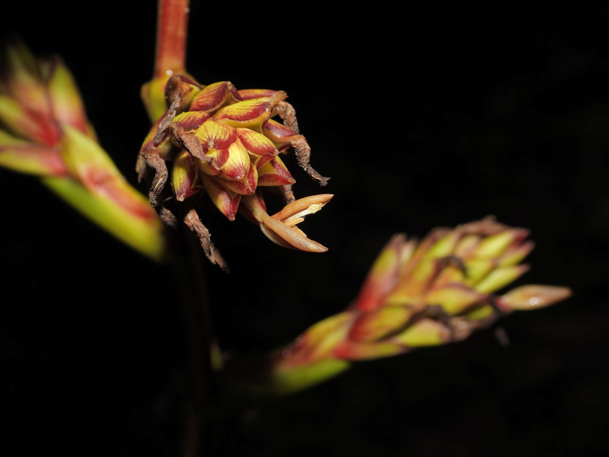 Слика од Guzmania altsonii L. B. Sm.