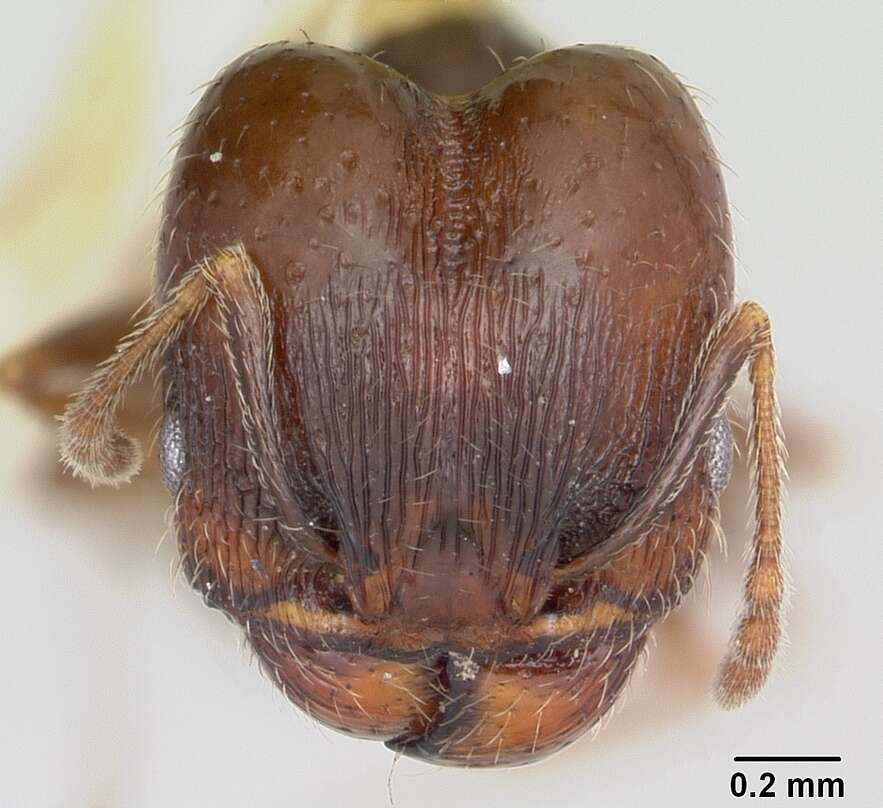 Pheidole elecebra (Wheeler 1904) resmi