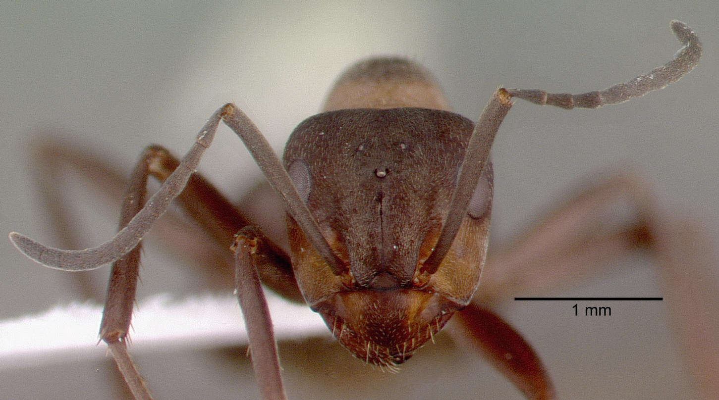 Image of Scottish wood ant