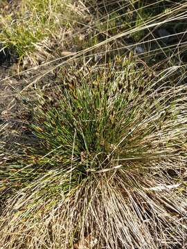 صورة Schoenus ferrugineus L.