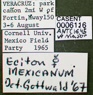 Image of Eciton mexicanum Roger 1863