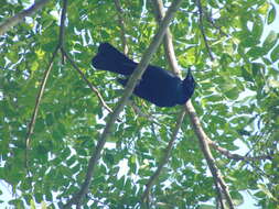 Image of Scrub Blackbird