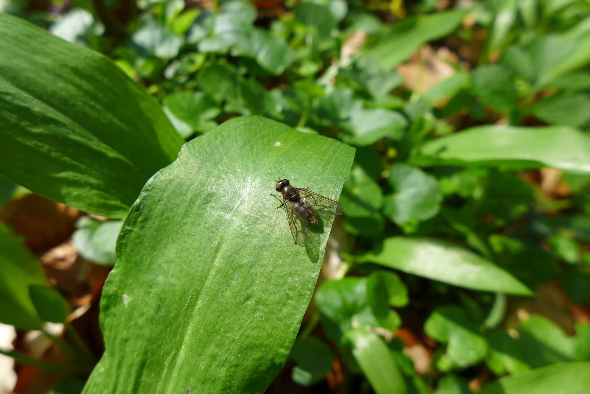 صورة Cheilosia fasciata (Schiner & Egger 1853)