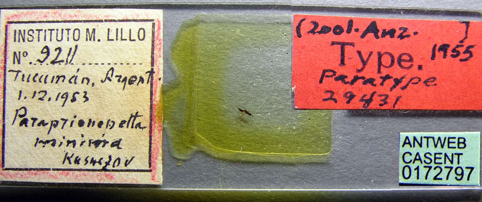 Image of Paraprionopelta