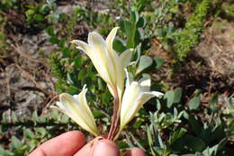 Image of Cyrtanthus loddigesianus (Herb.) R. A. Dyer