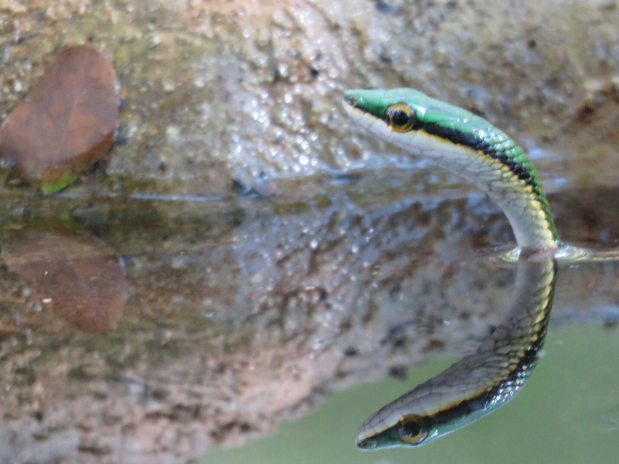 Image of Mexican Parrot Snake