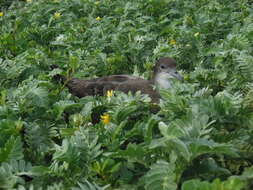 Image of Wedge-tailed Shearwater