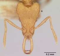 Image of Ant