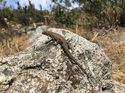 Image of Brown Tree Iguana