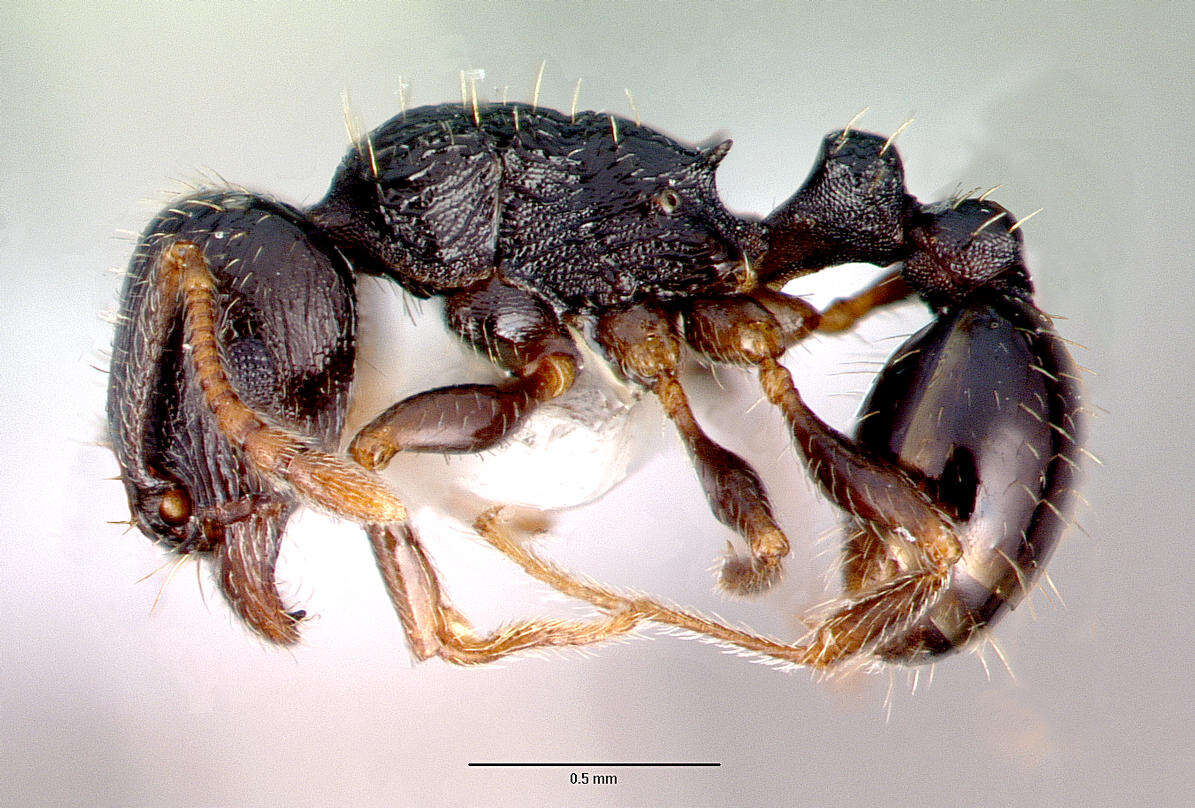 Image of Tetramorium caespitum (Linnaeus 1758)