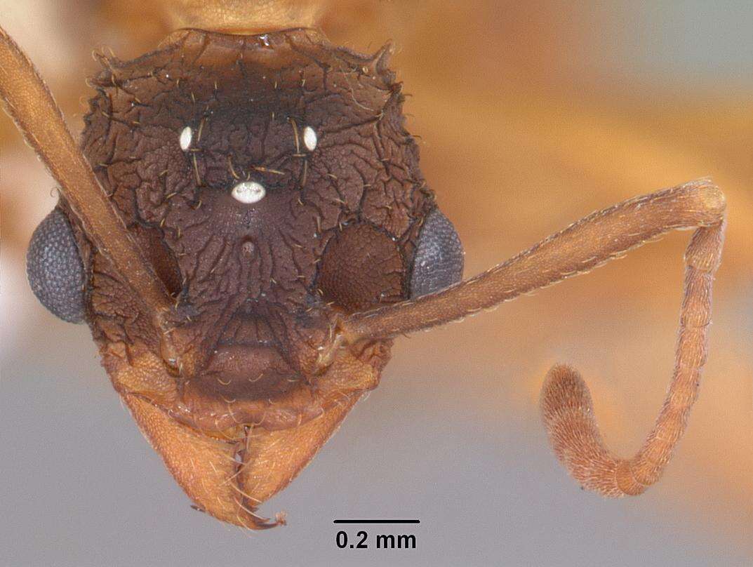 Image of Northern Fungus Farming Ant