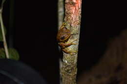 Image of Gunther's Banded Treefrog