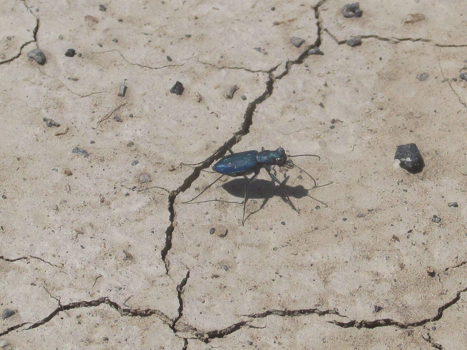 Image of Cicindela (Cicindelidia) nigrocoerulea nigrocoerulea Le Conte 1846