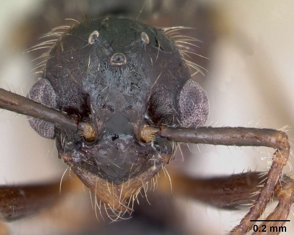 Image of European fire ant