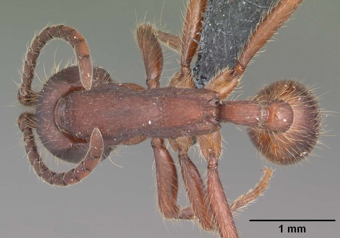 Image of Neivamyrmex nigrescens (Cresson 1872)
