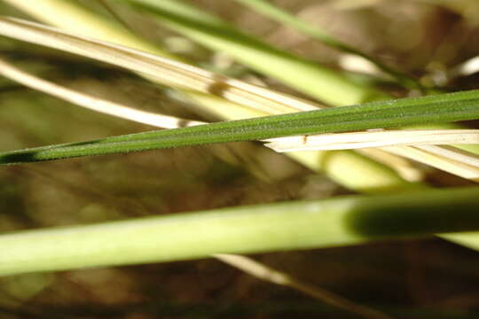 Image of Stipa pontica P. A. Smirn.