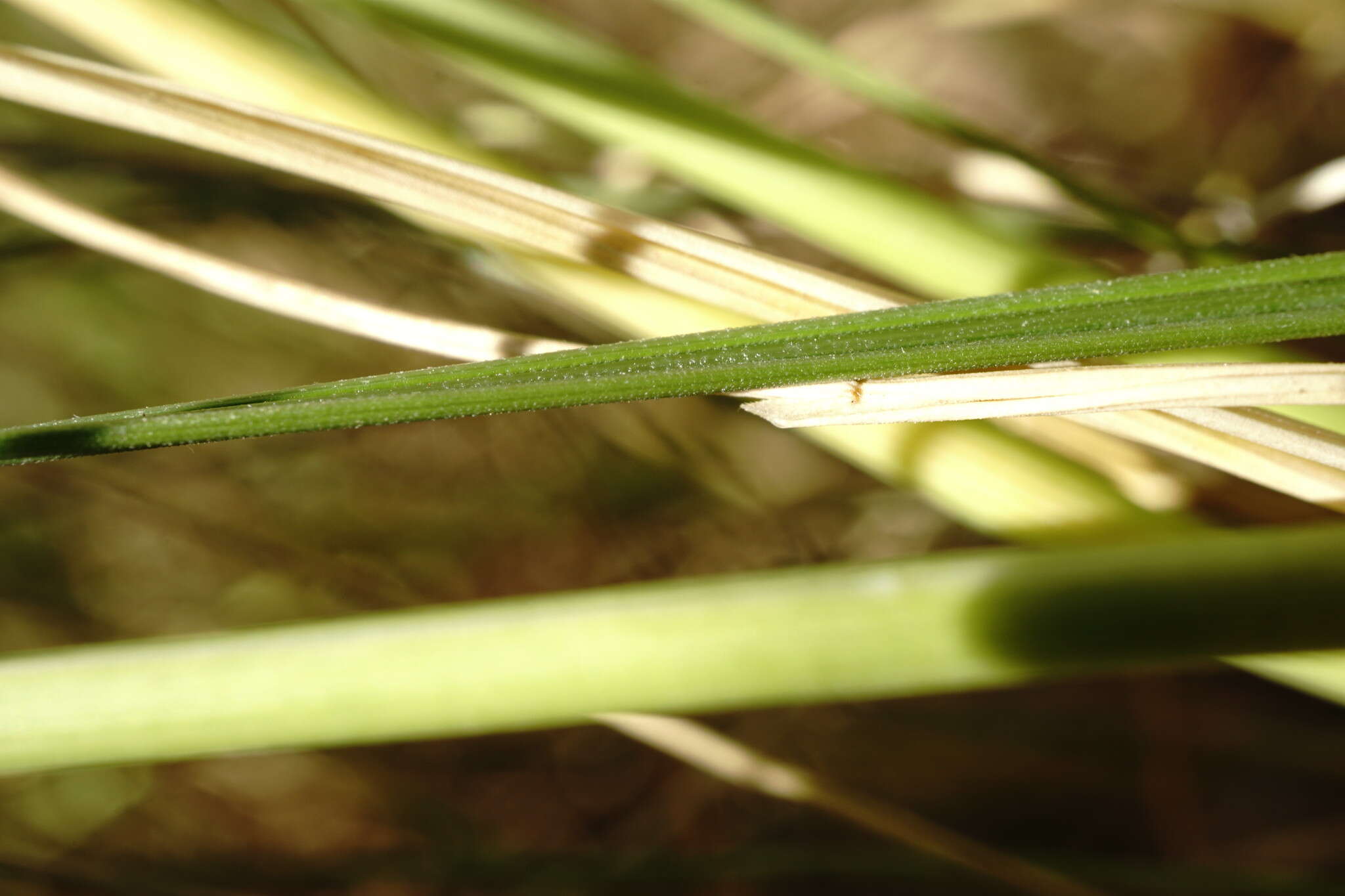 Plancia ëd Stipa pontica P. A. Smirn.