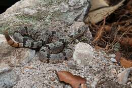 Crotalus lepidus klauberi Gloyd 1936 resmi