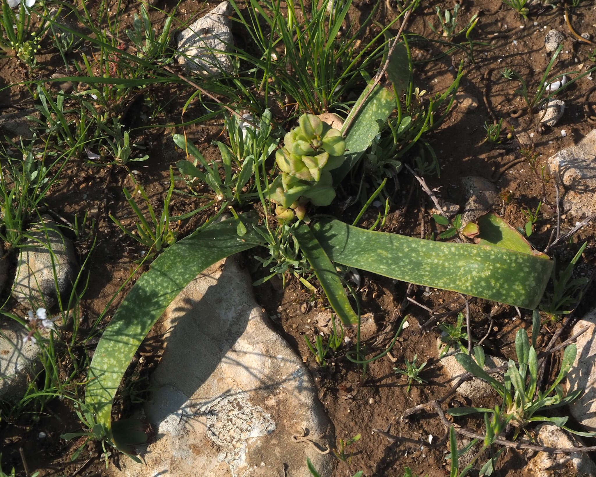 Image of Bellevalia desertorum Eig & Feinbrun