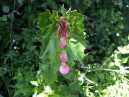 Слика од Begonia gracilis Kunth