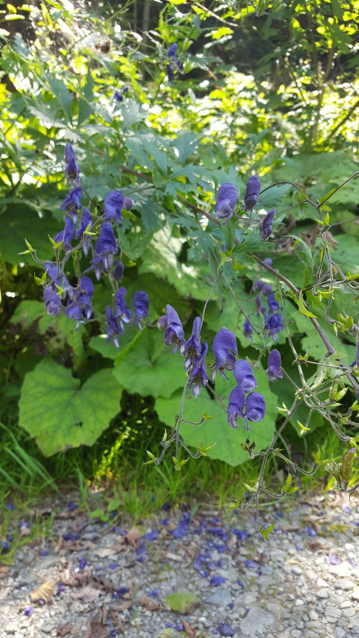 Слика од Aconitum nasutum Rchb.