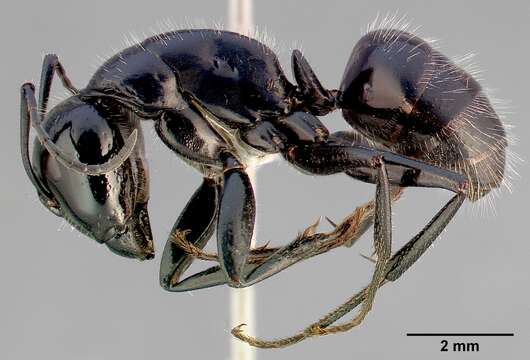 Plancia ëd Camponotus laevigatus (Smith 1858)