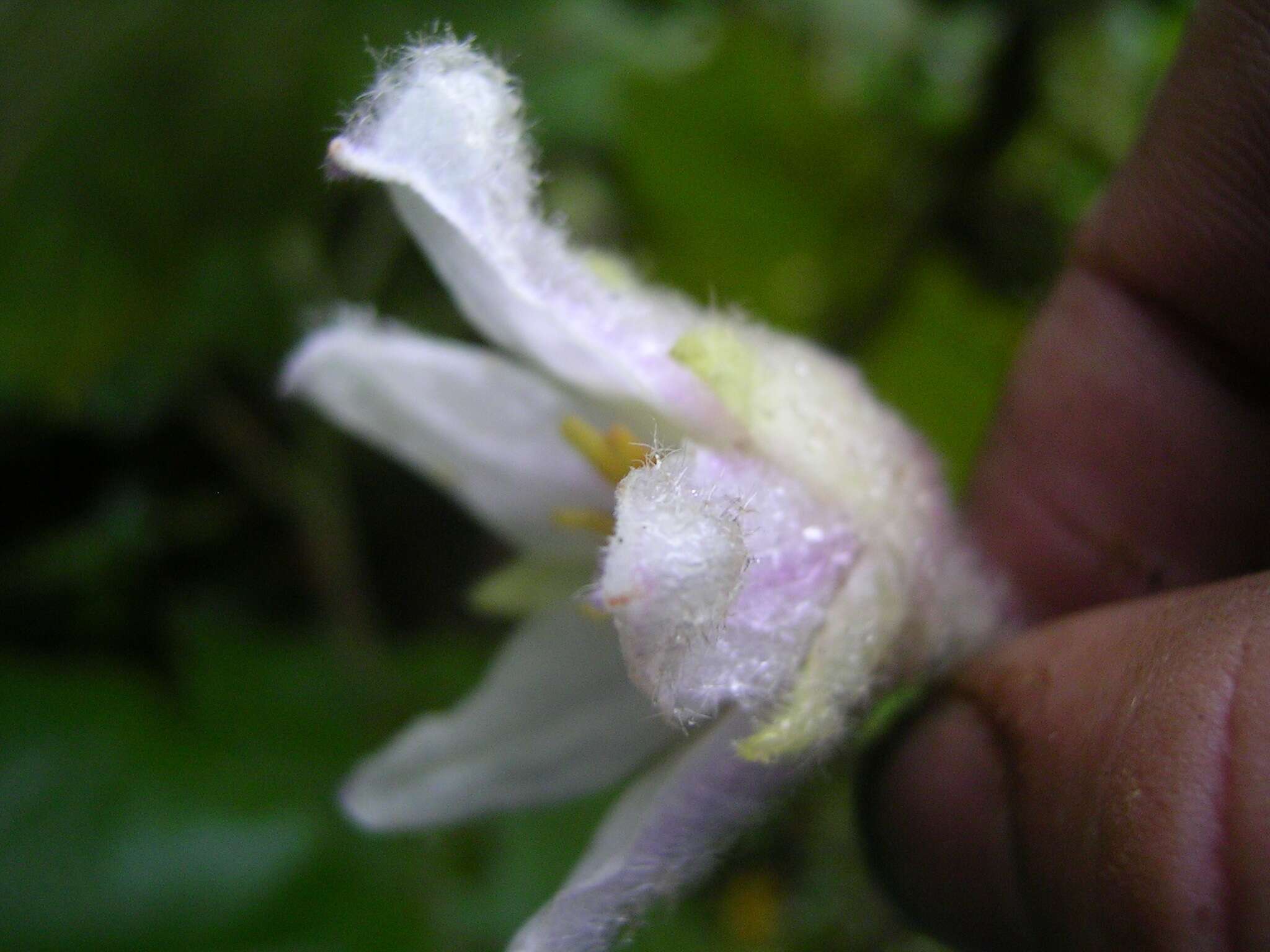 Image of naranjilla