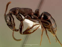 Image of Matabele ant