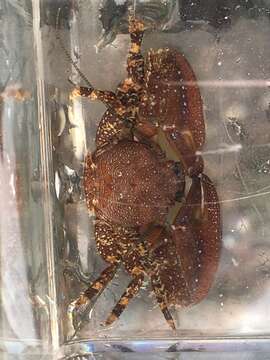 Image of chocolate porcelain crab