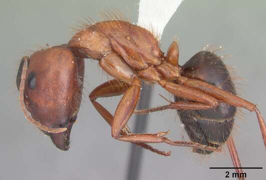 Image of Florida Carpenter Ant