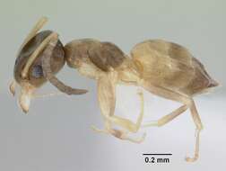 Image of Ant