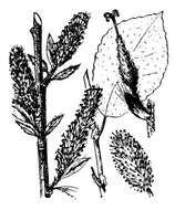 Image of dark-leaved willow